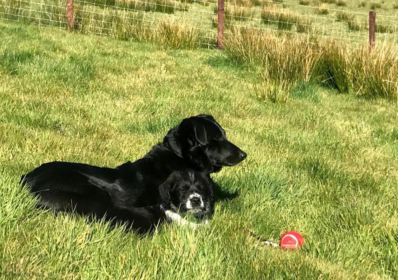 Вілла The Barn At Geufron Farm - Dog Friendly - Nr Tywyn Bryn-crug Екстер'єр фото